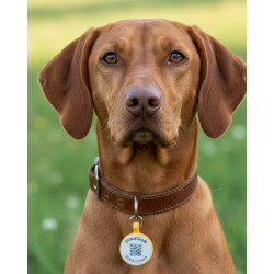 Medaglietta rotonda per animali in silicone fluorescente con codice QR – piattaforma dati svizzera