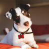 Gravurtest Hundemarke